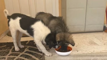 Συνέδριο για την προστασία των ζώων - Σύνδεση μεταξύ κακοποίησης ζώων και βίας κατά των ανθρώπων