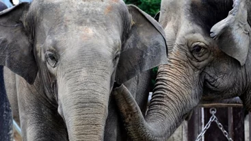 Ινδία | Επτά ελέφαντες σκοτώθηκαν κατά τη σύγκρουση επιβατικού τρένου με κοπάδι