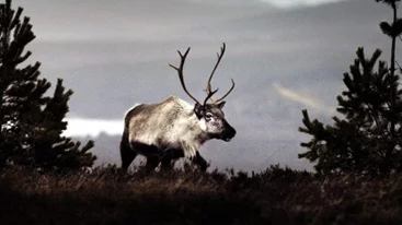 Φινλανδία | Οι τάρανδοι θύματα του κύματος ζέστης