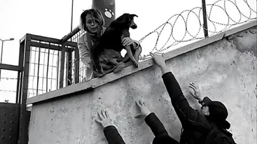 ΕΜΣΤ | Δύο βραδιές προβολών και μια ομιλία στο πλαίσιο της έκθεσης Why Look at Animals? – Δικαιοσύνη για τη μη ανθρώπινη ζωή