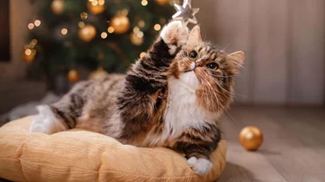 Τι να κάνεις άμα η γάτα σου επιτεθεί στο χριστουγεννιάτικο δέντρο