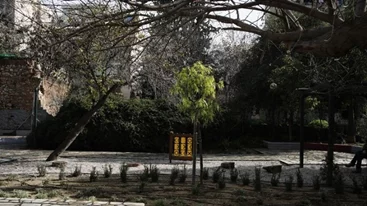 Η αναγκαιότητα των δέντρων της Αθήνας και οι προκλήσεις που αντιμετωπίζουν