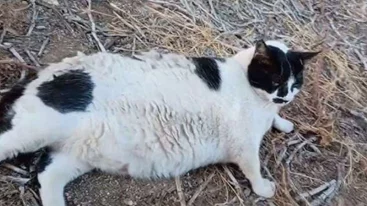 Chonkus Maximus | Ο διάσημος γάτος της Κρήτης έχει αποκτήσει status Pokémon