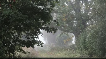 Από την εποχή του Λουδοβίκου ΙΔ΄ | Μια βελανιδιά 340 ετών κόπηκε για λόγους ασφαλείας στη Γαλλία