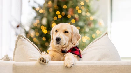 Αθόρυβα Πυροτεχνήματα | Η νέα πρωτοβουλία της Ειδικής Γραμματείας για την Προστασία των Ζώων Συντροφιάς