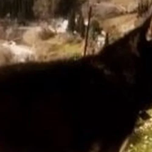 Νέος κύκλος καταθέσεων για τον 8χρονο Ολιβερ | Πού στρέφονται οι έρευνες για την κακοποίησή του