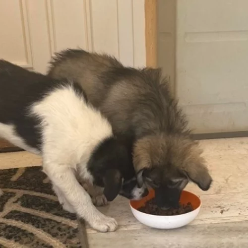 Συνέδριο για την προστασία των ζώων - Σύνδεση μεταξύ κακοποίησης ζώων και βίας κατά των ανθρώπων