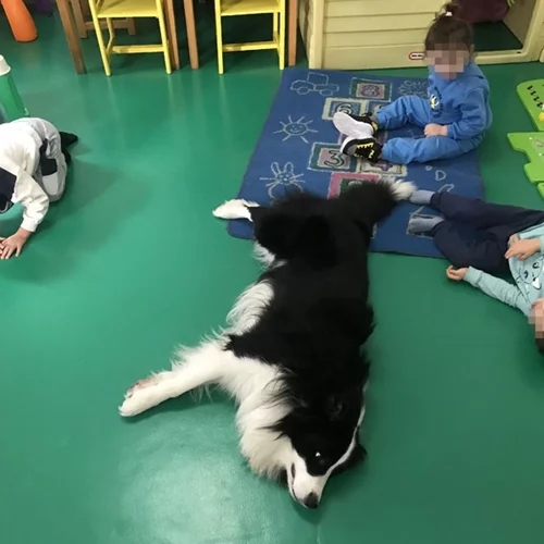 Η δύναμη του Κόι - Πώς ένας σκύλος λειτουργεί ως συνθεραπευτής στο πλαίσιο της ζωοθεραπείας