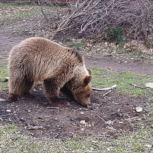 Ο Άρειος Πάγος εποπτεύει τις έρευνες για τη θανάτωση αρκούδων στη Β. Ελλάδα