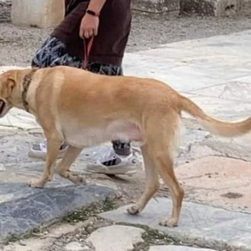 Μαριάνθη Δημοπούλου | Προ των πυλών δύο καινοτομίες για τα ζώα συντροφιάς