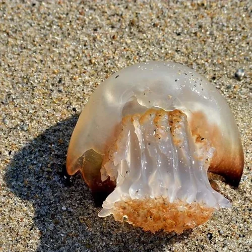 Τσιμπήματα στις διακοπές: Πώς να τα αντιμετωπίσεις