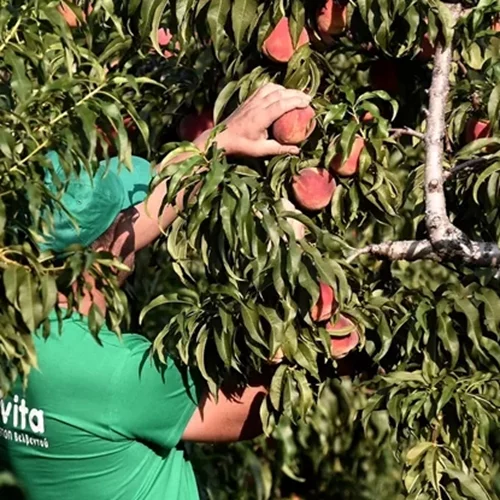 Δύο λέξεις που θα σε κάνουν να τρως (και συ) ροδάκινα κάθε μέρα