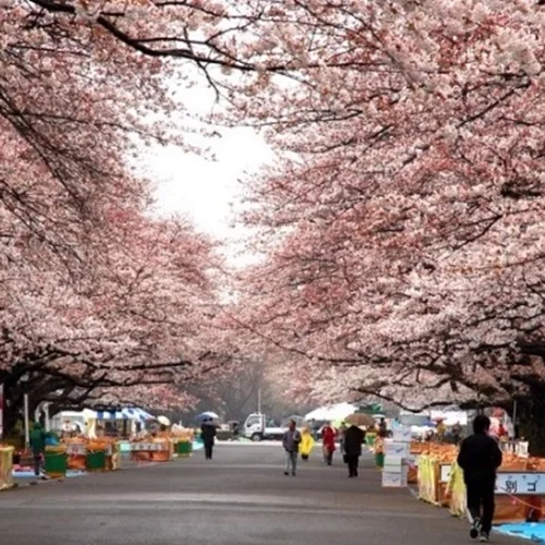 Στο Τόκιο, οι κερασιές ανθίζουν και πάλι νωρίτερα