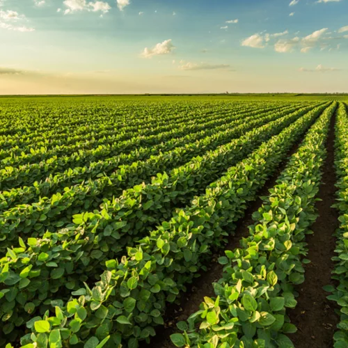 "Grow", μια εγκατάσταση για την ομορφιά της γεωργίας