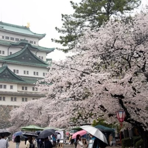 Τουρίστες στις ανθισμένες κερασιές στο Κιότο με τον φακό του Μάρτιν Παρ