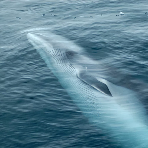 Θλίψη | Νεκρή η νεαρή φάλαινα του Αλίμου - Την εντόπισε το Λιμενικό στη Σαλαμίνα