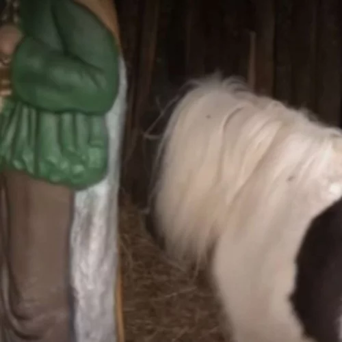 Φάτνες με ζωντανά ζώα, μία ακόμα αχρείαστη παγκόσμια πρωτοτυπία από το Δήμο Βόλου