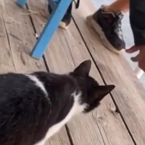 Δικηγόρος 30χρονου στην Αιδηψό | Το γατάκι προσγειώθηκε σε άμμο από πτώση 30 εκατοστών - Χαίρει άκρας υγείας