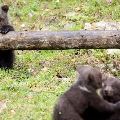 Αρκουδάκια το έσκασαν από ζωολογικό κήπο για να απολαύσουν άφθονο μέλι