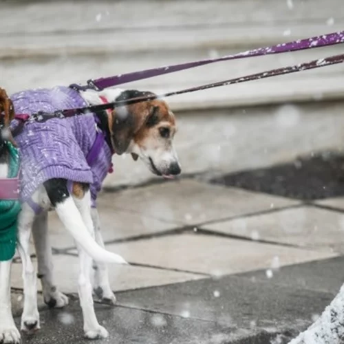 Επιστρέφει ο χειμώνας, προειδοποιεί ο Αρναούτογλου - "Θέλει προσοχή τις επόμενες ημέρες"