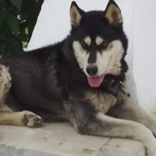 Χάσκι στην Αράχωβα | Το κύμα οργής για τον βασανισμό του ζώου είναι μία ελπίδα ότι κάτι μπορεί να αλλάξει