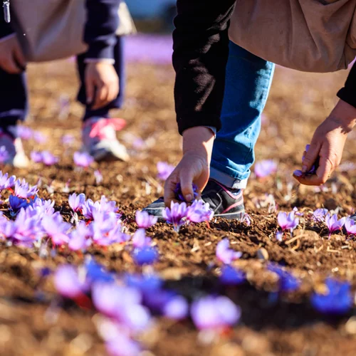Κοζάνη: Ο "κόκκινος θησαυρός" της περιοχής - Αισιοδοξία από τη φετινή παραγωγή του κρόκου Κοζάνης