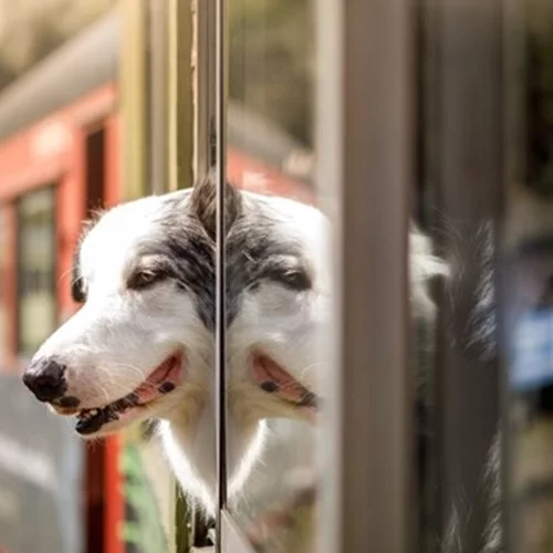 Τραγωδία στα Τέμπη | Σκύλος "φύλακας άγγελος" έσωσε φοιτητές που θα επέβαιναν στο δεύτερο βαγόνι.