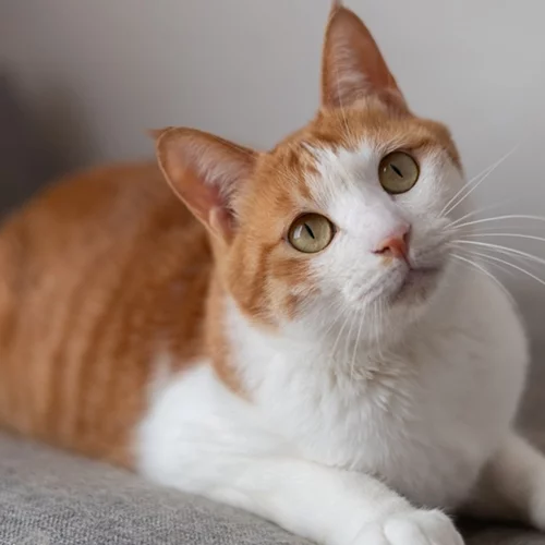 Σε πακέτο της Amazon βρέθηκε η γάτα που είχε χαθεί από το σπίτι της!