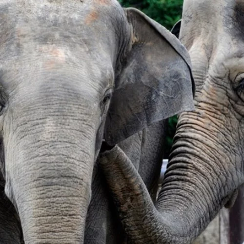 Ινδία | Επτά ελέφαντες σκοτώθηκαν κατά τη σύγκρουση επιβατικού τρένου με κοπάδι