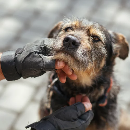 Φωτιά στην Κερατέα | Εθελοντές και άνδρες της ΕΛ.ΑΣ έσωσαν ζώα στον οικισμό Αγ. Κωνσταντίνος [Βίντεο]