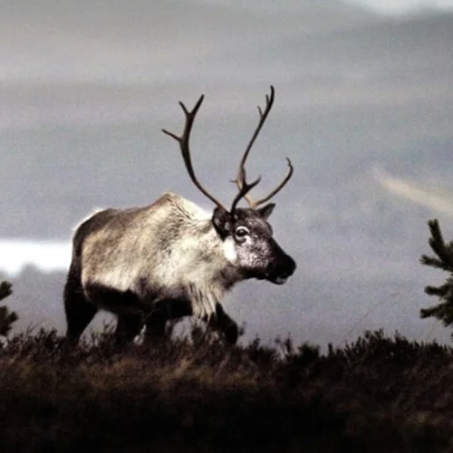 Φινλανδία | Οι τάρανδοι θύματα του κύματος ζέστης