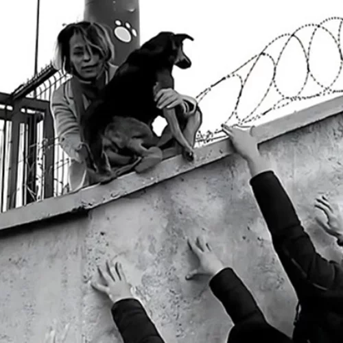 ΕΜΣΤ | Δύο βραδιές προβολών και μια ομιλία στο πλαίσιο της έκθεσης Why Look at Animals? – Δικαιοσύνη για τη μη ανθρώπινη ζωή