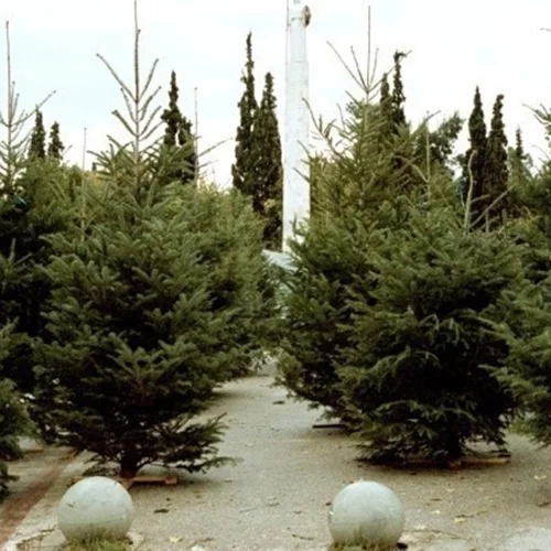 Ξεκινάει από 8 Ιανουαρίου η ανακύκλωση των χριστουγεννιάτικων δέντρων