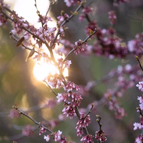Συνεχίζεται ο ανοιξιάτικος καιρός - Στους 27 βαθμούς θα σκαρφαλώσει ο υδράργυρος, περιορίζεται η σκόνη