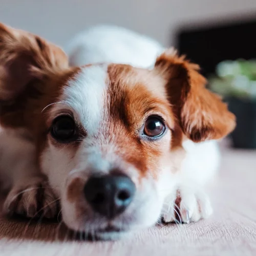 Έτοιμο το πρώτο σύγχρονο καταφύγιο αδέσποτων ζώων του δήμου της Αθήνας