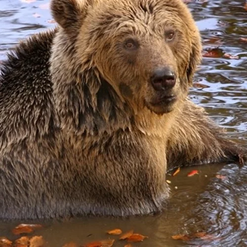 O "Γιωργάκης", ο παππούλης αρκούδος του Αρκτούρου απέκτησε το δικό του διαμέρισμα