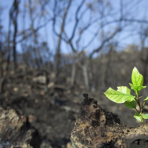 Τα δέντρα του πλανήτη κάνουν ό,τι μπορούν