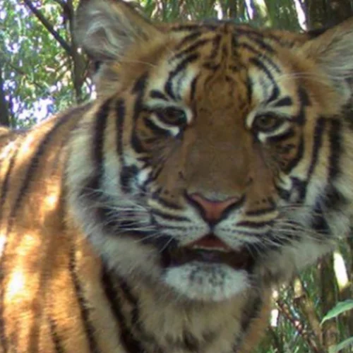 Το brand Kenzo συνεχίζει τη συνεργασία με την WWF για την προστασία των τίγρεων