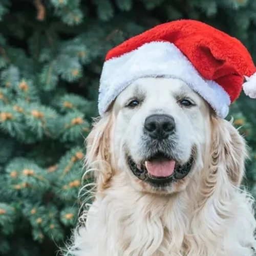 Έχεις κατοικίδιο; Δες ποιον κίνδυνο υγείας μειώνει | Νέα έρευνα