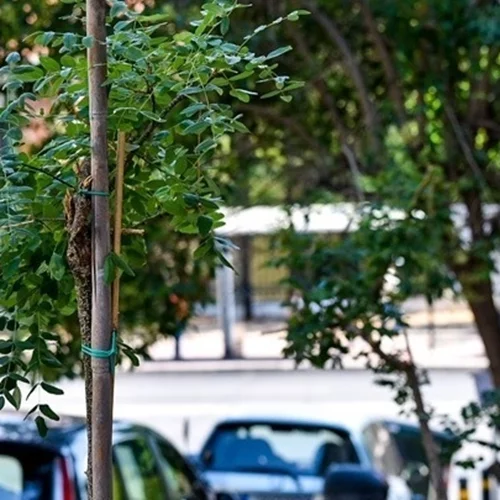 Υπεγράφη η σύμβαση για την προμήθεια 2.975 δέντρων στον Δήμο Αθηναίων