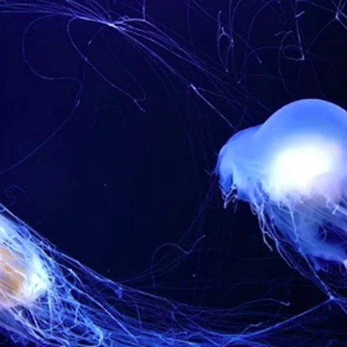 "Δεν μπορείς να περιγράψεις τον πόνο, λες και μου έριξαν βιτριόλι", λέει γυναίκα που τσιμπήθηκε από μωβ μέδουσα