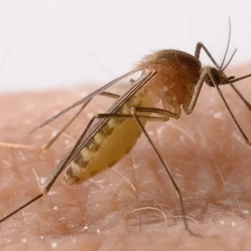 Περιφέρεια Αττικής | Σε αυξημένη ετοιμότητα καθώς οι καιρικές συνθήκες ευνοούν την αύξηση του κουνουπιού τίγρη