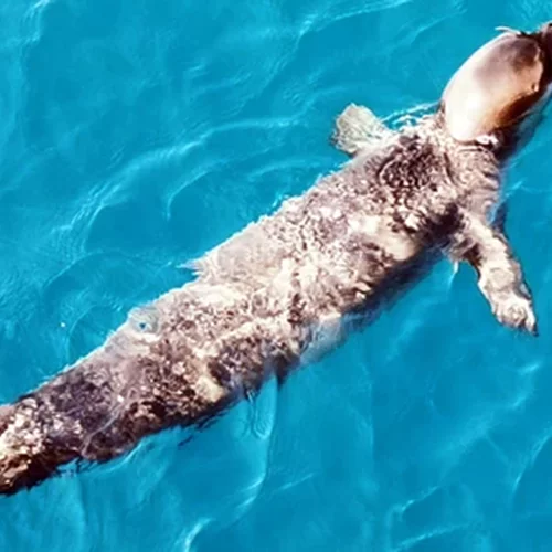 Τις 18.000 ευρώ έφτασε η αμοιβή για αυτόν που σκότωσε τον "Κωστή" στην Αλόννησο