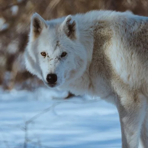 Ο κακός λύκος ανήκει στα παραμύθια αλλά η απανθρωπιά είναι (πέρα για πέρα) αληθινή