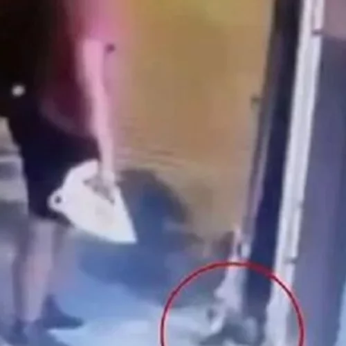 Αποκάλυψη | Διδάκτωρ του ΑΠΘ είναι ο άντρας που έλιωσε με το πόδι του το γατάκι στη Θεσσαλονίκη