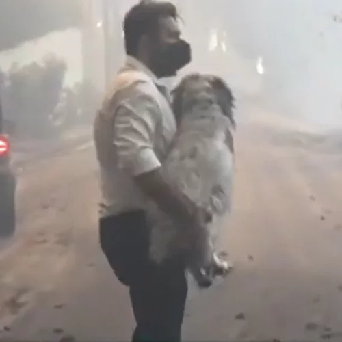 Συγκίνησε τους πάντες ο ρεπόρτερ του Star που έσωσε τραυματισμένο σκυλάκι από τις φλόγες