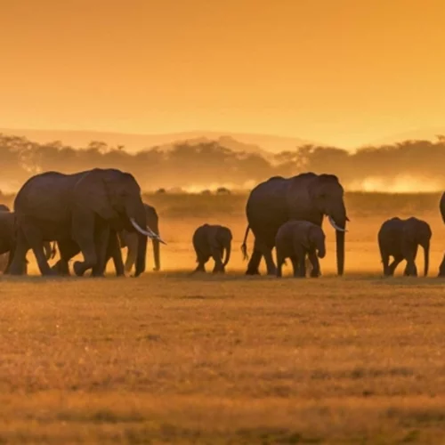 Από ό,τι φαίνεται, καταφέραμε να κάνουμε και τους ελέφαντες είδος υπό εξαφάνιση