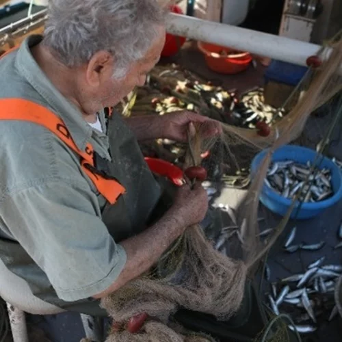 Η σαρδέλα Καλλονής, προς ένταξη στα προϊόντα Προστατευόμενης Ονομασίας Προέλευσης