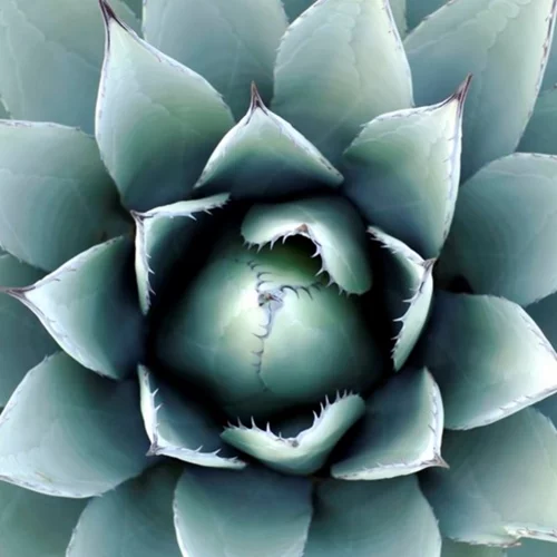 #Tidbits * | Εσύ τι ξέρεις για το mezcal;