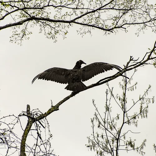 Έβρος | Τα σπάνια πτηνά ψάχνουν τις φωλιές τους στα καμένα